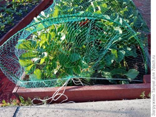 Как установить сетку от птиц на клубнике. Наш секрет использования укрывной сетки от птиц. Рекомендуем!