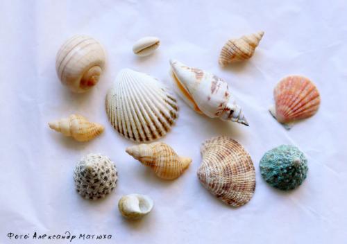 Суккуленты в аквариуме своими руками. – Что нам понадобится для наполнения флорариума?