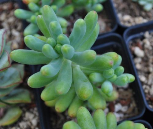 Суккуленты виды. Cуккуленты — фото в интерьере и названия комнатных, кактусов