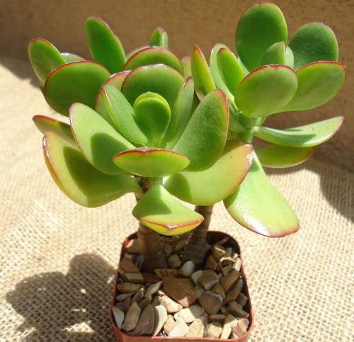 Суккуленты виды. Cуккуленты — фото в интерьере и названия комнатных, кактусов