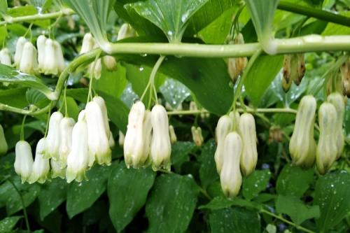 Многолетние цветы для дачи. 50 самых неприхотливых цветов для дачи: многолетники и однолетние для ленивых и работяг