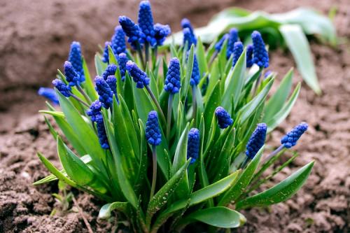 Многолетние цветы для дачи. 50 самых неприхотливых цветов для дачи: многолетники и однолетние для ленивых и работяг