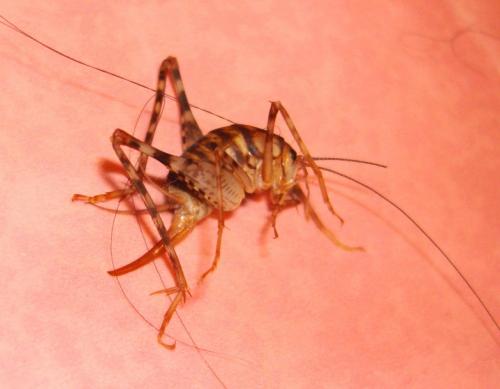 Прыгающие насекомые в квартире – названия видов