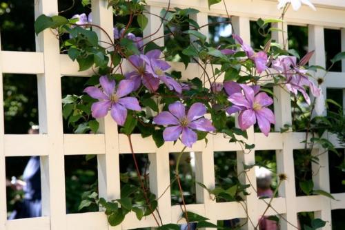 Как отделить огород от зоны отдыха в частном доме. Как отделить огород от зоны отдыха