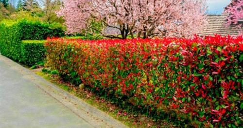 Живая изгородь низкая быстрорастущая многолетняя. Кустарники для живой изгороди: названия и фото