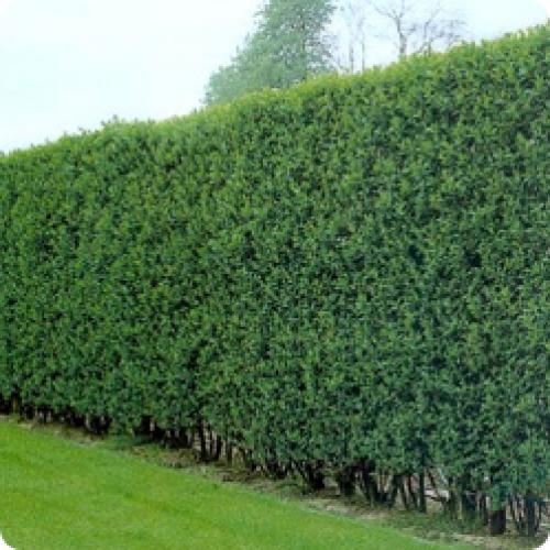 Живая изгородь из чего лучше сделать. КАКИЕ ЖИВЫЕ ИЗГОРОДИ БЫВАЮТ