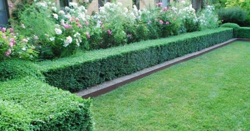 Живая изгородь низкая быстрорастущая многолетняя. Кустарники для живой изгороди: названия и фото