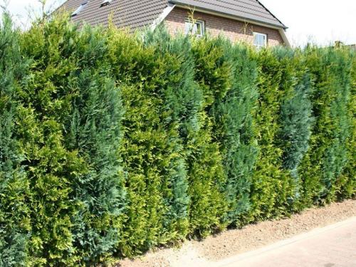 Живая изгородь низкая быстрорастущая многолетняя. Кустарники для живой изгороди: названия и фото