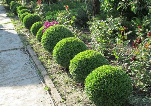 Живая изгородь низкая быстрорастущая многолетняя. Кустарники для живой изгороди: названия и фото
