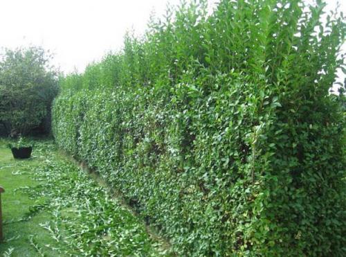 Вьющиеся растения для забора быстрорастущие многолетние зимостойкие. Быстрорастущие зимостойкие многолетние растения