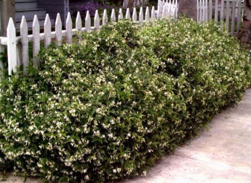 Живая изгородь низкая быстрорастущая многолетняя. Кустарники для живой изгороди: названия и фото