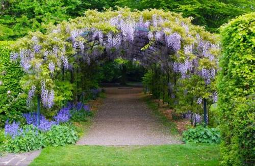 Вьющиеся растения для забора быстрорастущие многолетние зимостойкие. Быстрорастущие зимостойкие многолетние растения