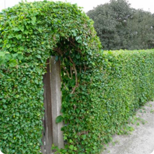 Живая изгородь из чего лучше сделать. КАКИЕ ЖИВЫЕ ИЗГОРОДИ БЫВАЮТ