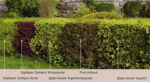 Живая изгородь низкая. Низкая