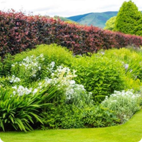 Живая изгородь из чего лучше сделать. КАКИЕ ЖИВЫЕ ИЗГОРОДИ БЫВАЮТ