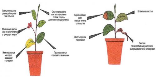 Как обеспечить достаточное освещение для растений в каркасной теплице из поликарбоната. Когда и сколько времени нужно освещать растения