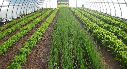 Каркасные теплицы из поликарбоната: все, что нужно знать для успешного выращивания 17 Каркасные теплицы из поликарбоната: все, что нужно знать для успешного выращивания 17