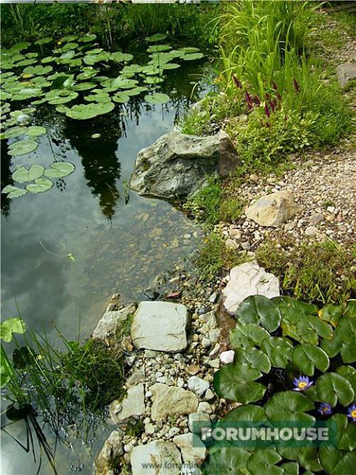 Вырыть пруд на участке. Выбираем место для водоема