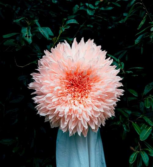 Цветы из гофрированной бумаги, как сделать. Хризантема 15