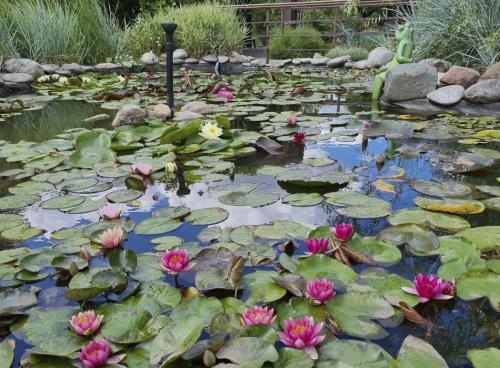 Как построить пруд на даче своими руками. Добавление статьи в новую подборку 02