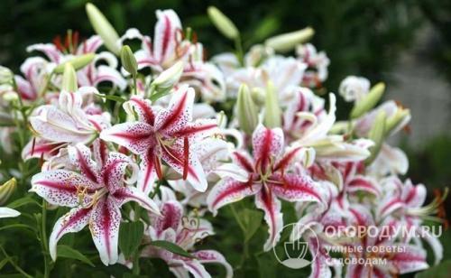 Цветы садовые многолетние. Многолетние цветы для клумбы