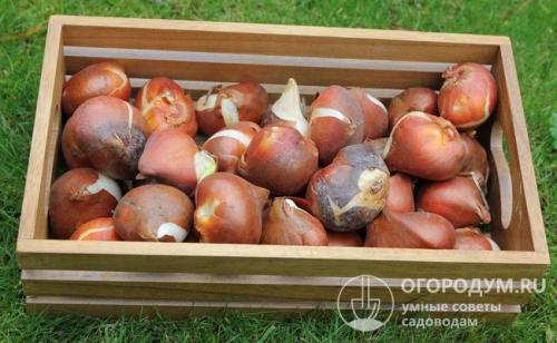 Цветы садовые многолетние. Многолетние цветы для клумбы