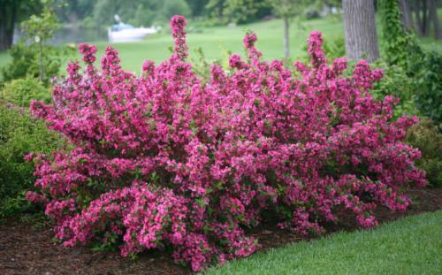 Цветы садовые названия. Почему стоит выбирать многолетние растения 06