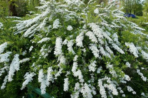 Цветы садовые названия. Почему стоит выбирать многолетние растения 05