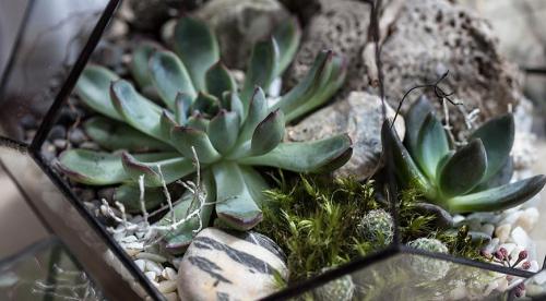 Грунт для флорариума. Научитесь делать флорариум своими руками! 07 Грунт для флорариума. Научитесь делать флорариум своими руками! 07