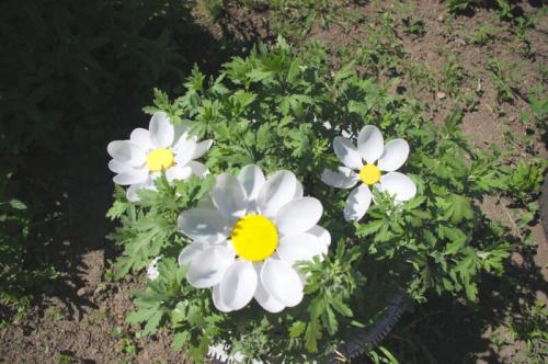 Делаем простые садовые фигуры из цемента своими руками. Свойства и особенности садовых поделок из бетона 08 Делаем простые садовые фигуры из цемента своими руками. Свойства и особенности садовых поделок из бетона 08